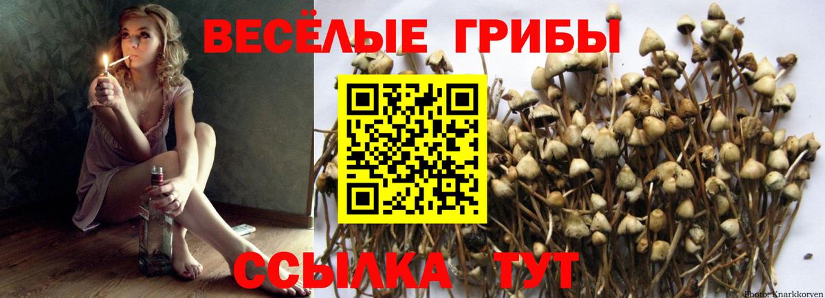 Псилоцибиновые грибы Cubensis  Вход с VPN  Нижний Тагил 